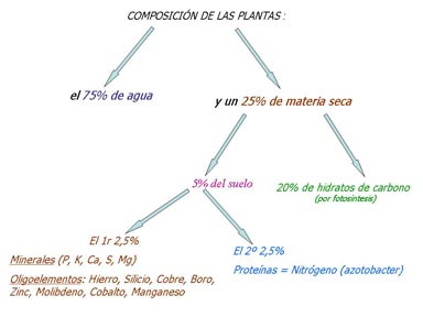 composicion-plantas-sinag