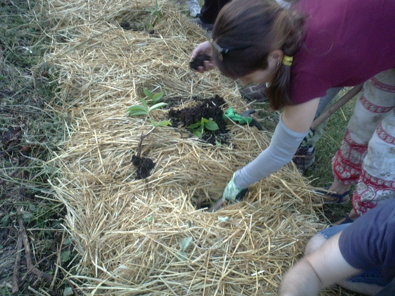 Plantando el bancal lasaña